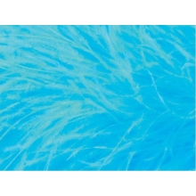 PIÓRA NA TAŚMIE blue paradise 1m - 4m