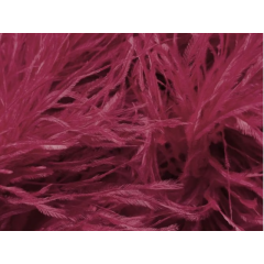 BOA STRUSIE burgundy