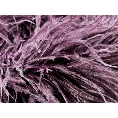 BOA STRUSIE plum