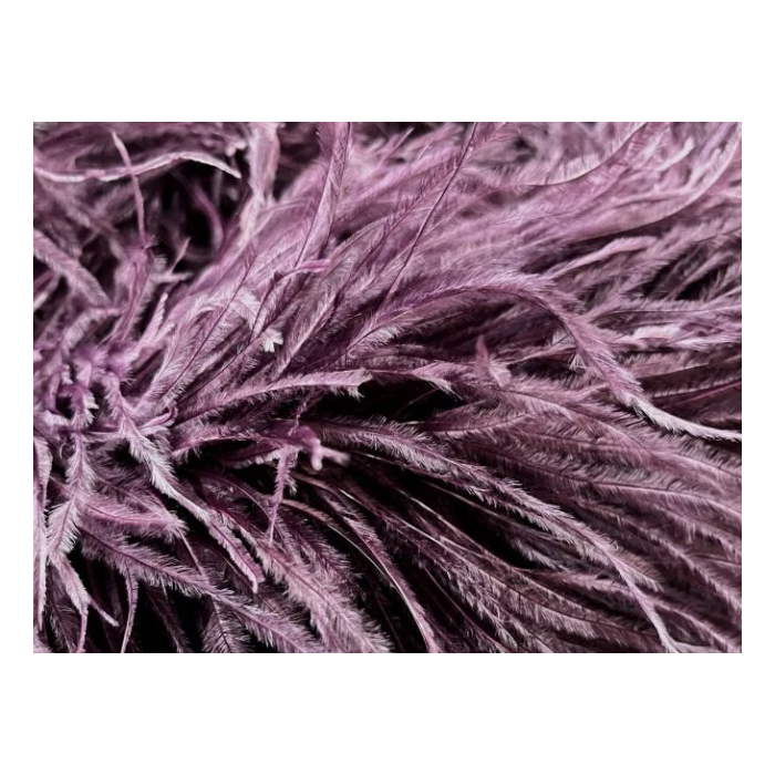 BOA STRUSIE plum
