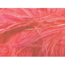 BOA STRUSIE clematis