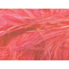 BOA STRUSIE clematis