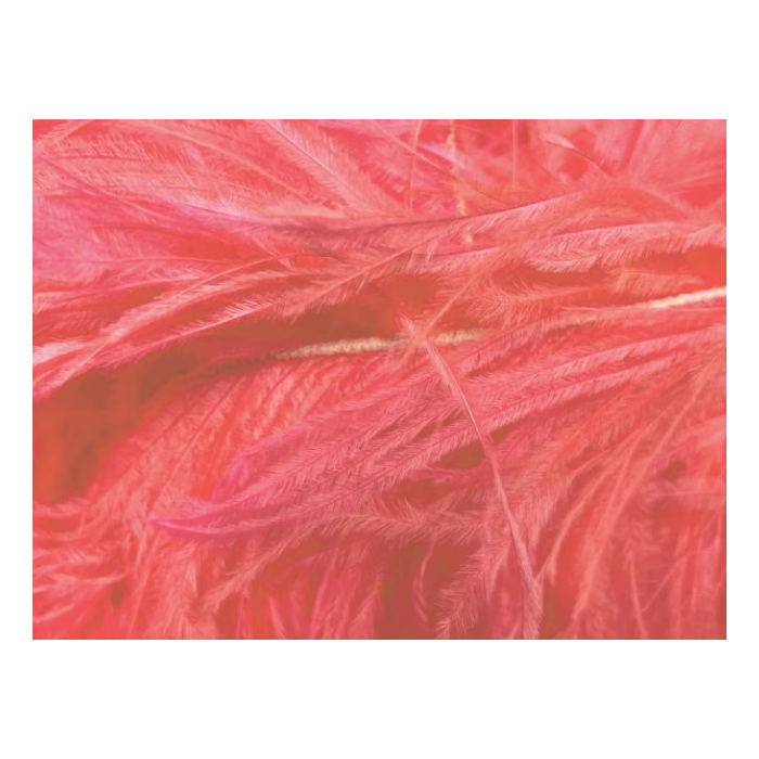 BOA STRUSIE clematis